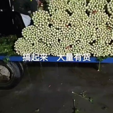 精品中颗芹菜