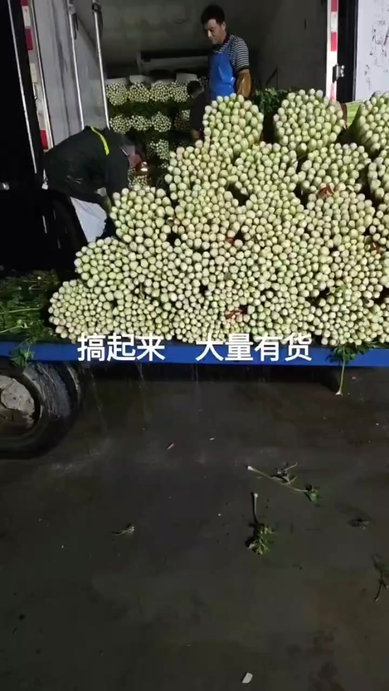 精品中颗芹菜