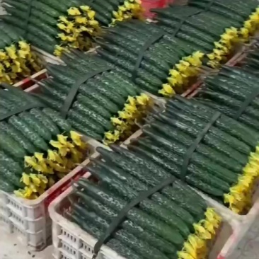 精品大黄瓜