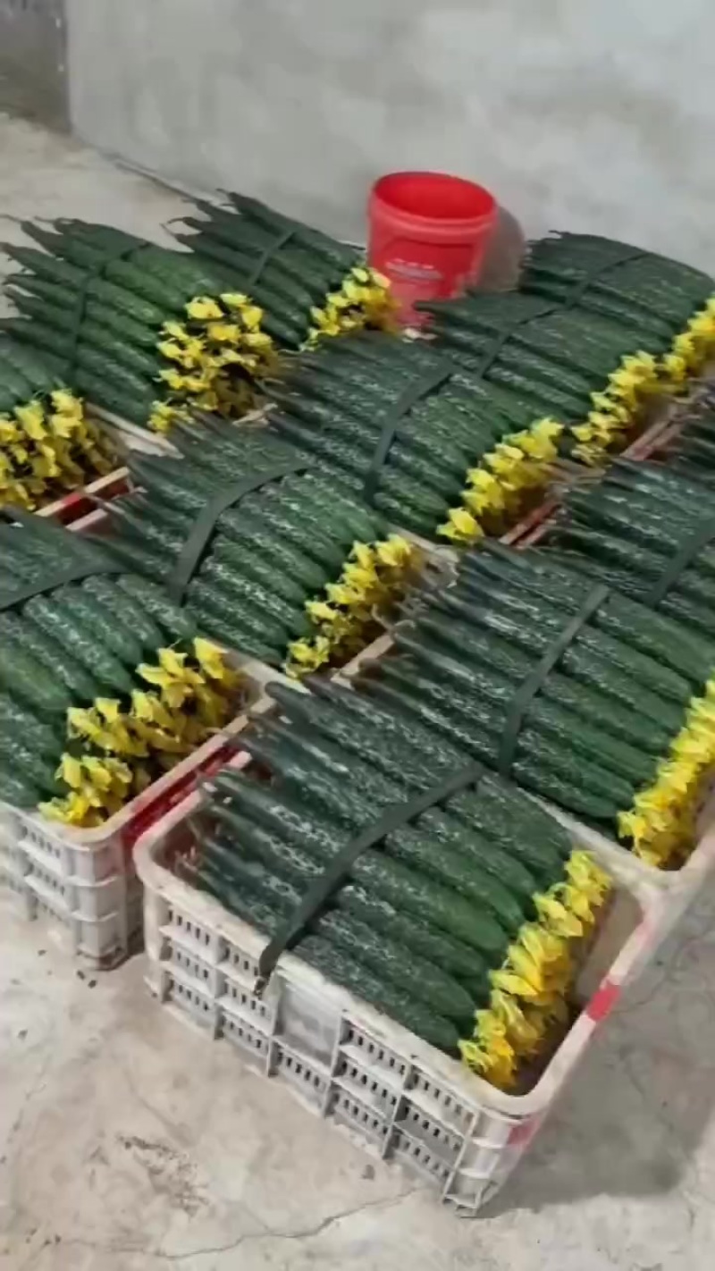 精品大黄瓜