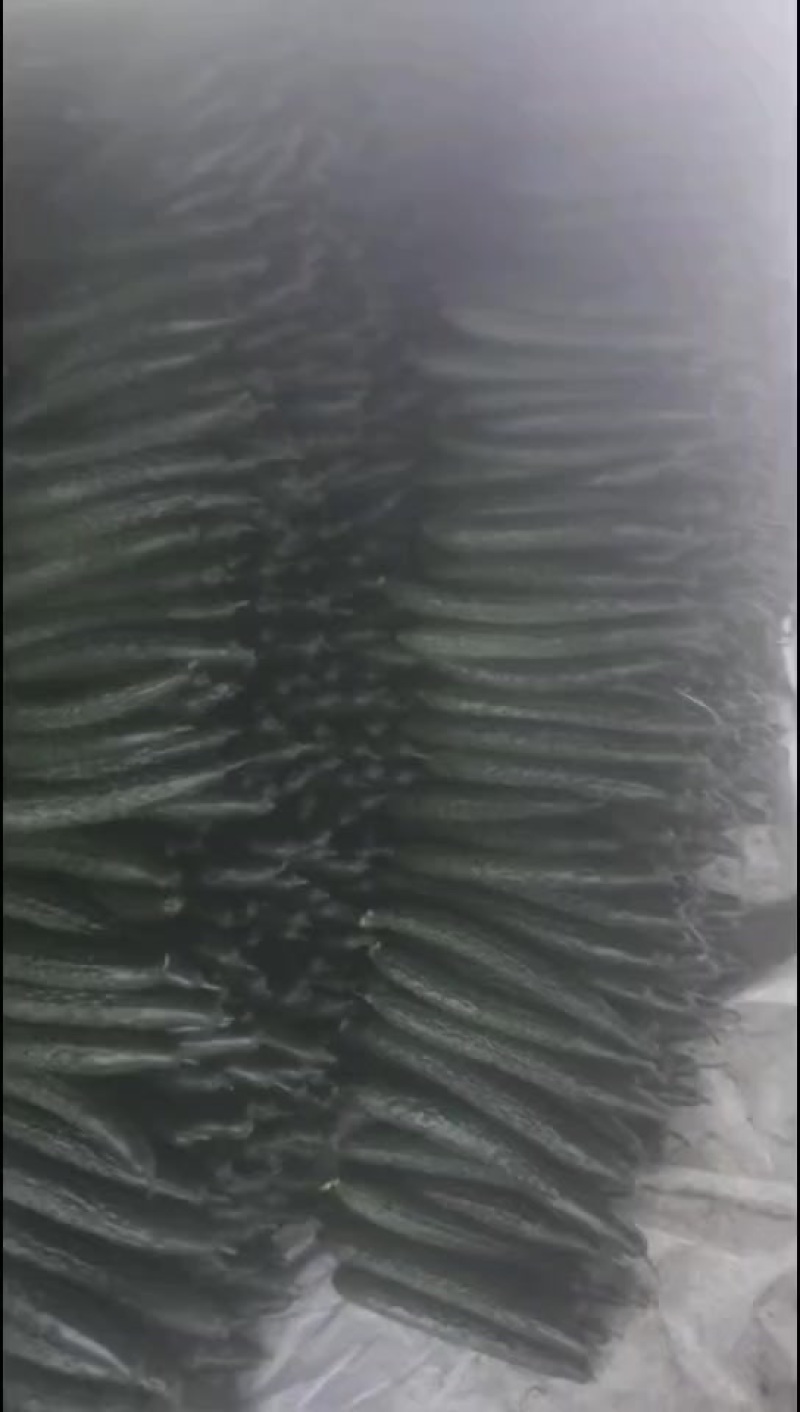新鲜