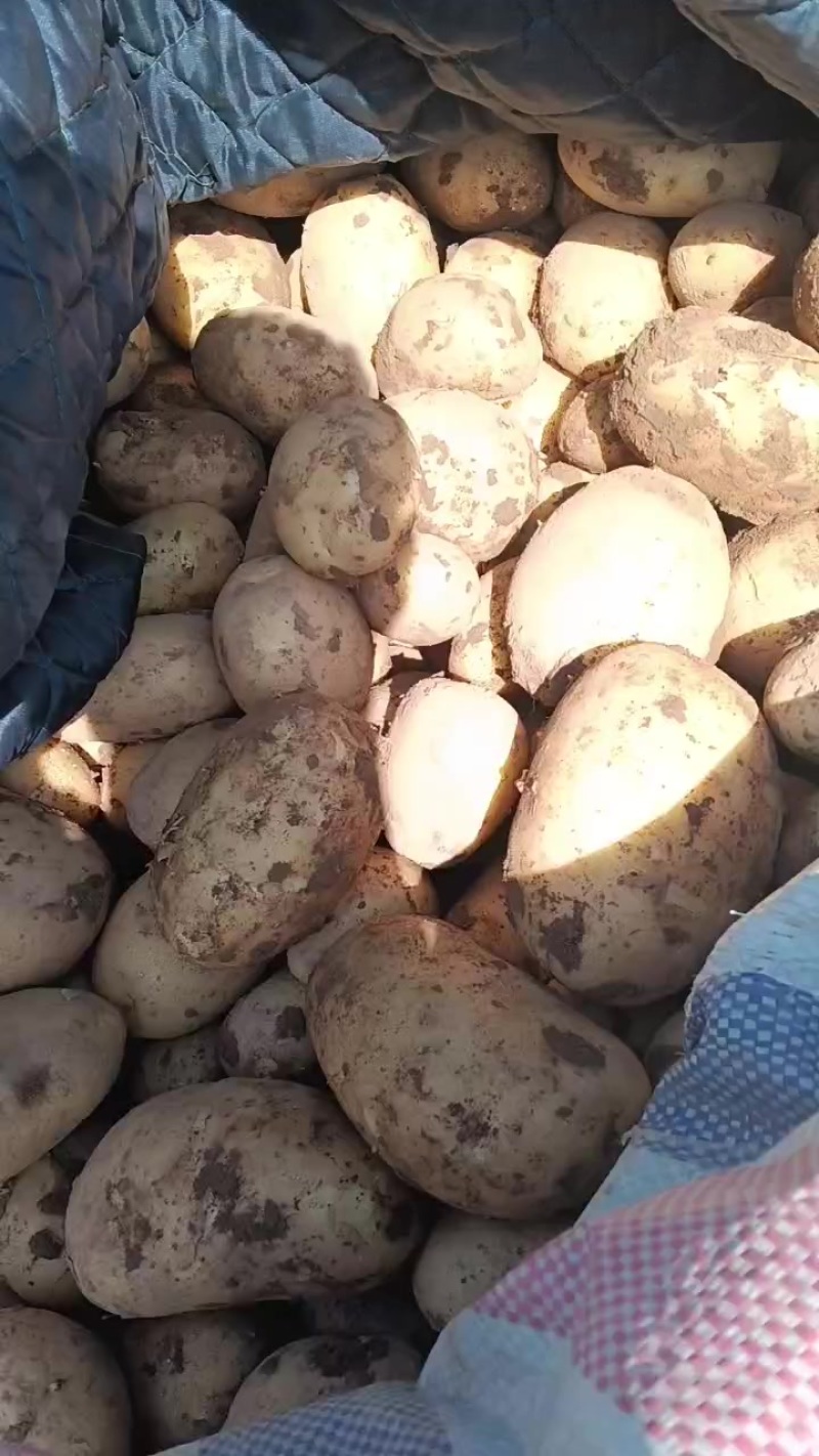 沃土，226土豆