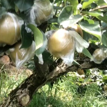 重庆永川黄爪山，黄花梨
