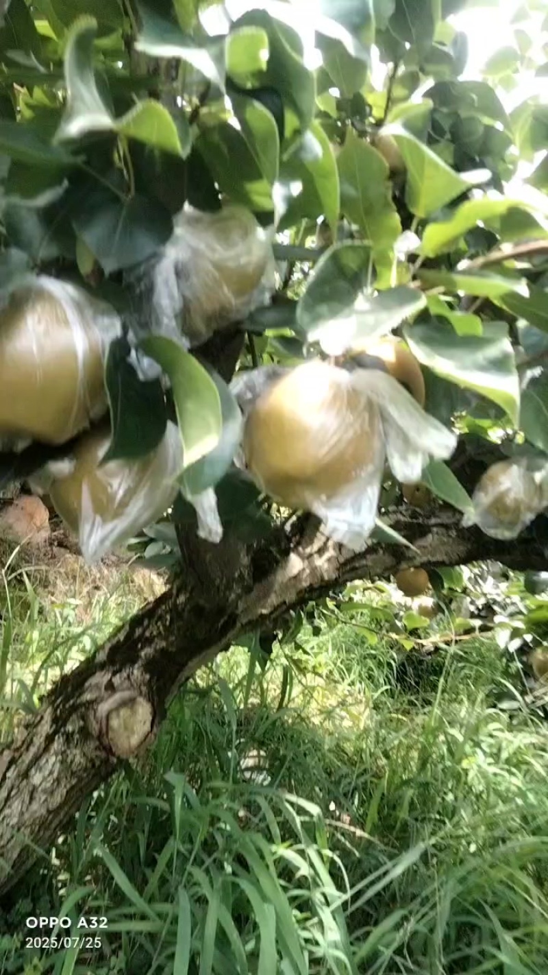 重庆永川黄爪山，黄花梨