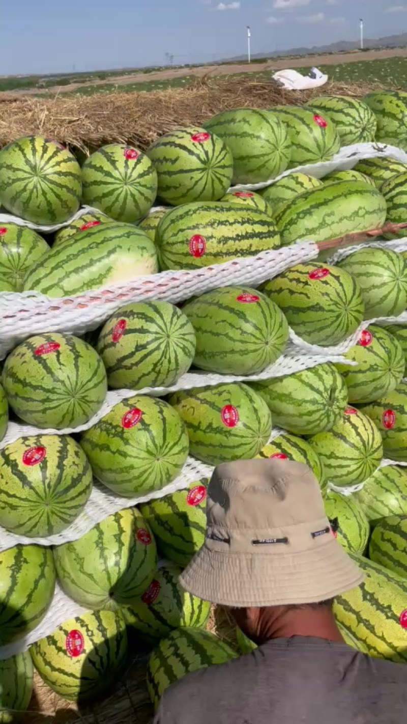 宁夏香山石头瓜大量现货