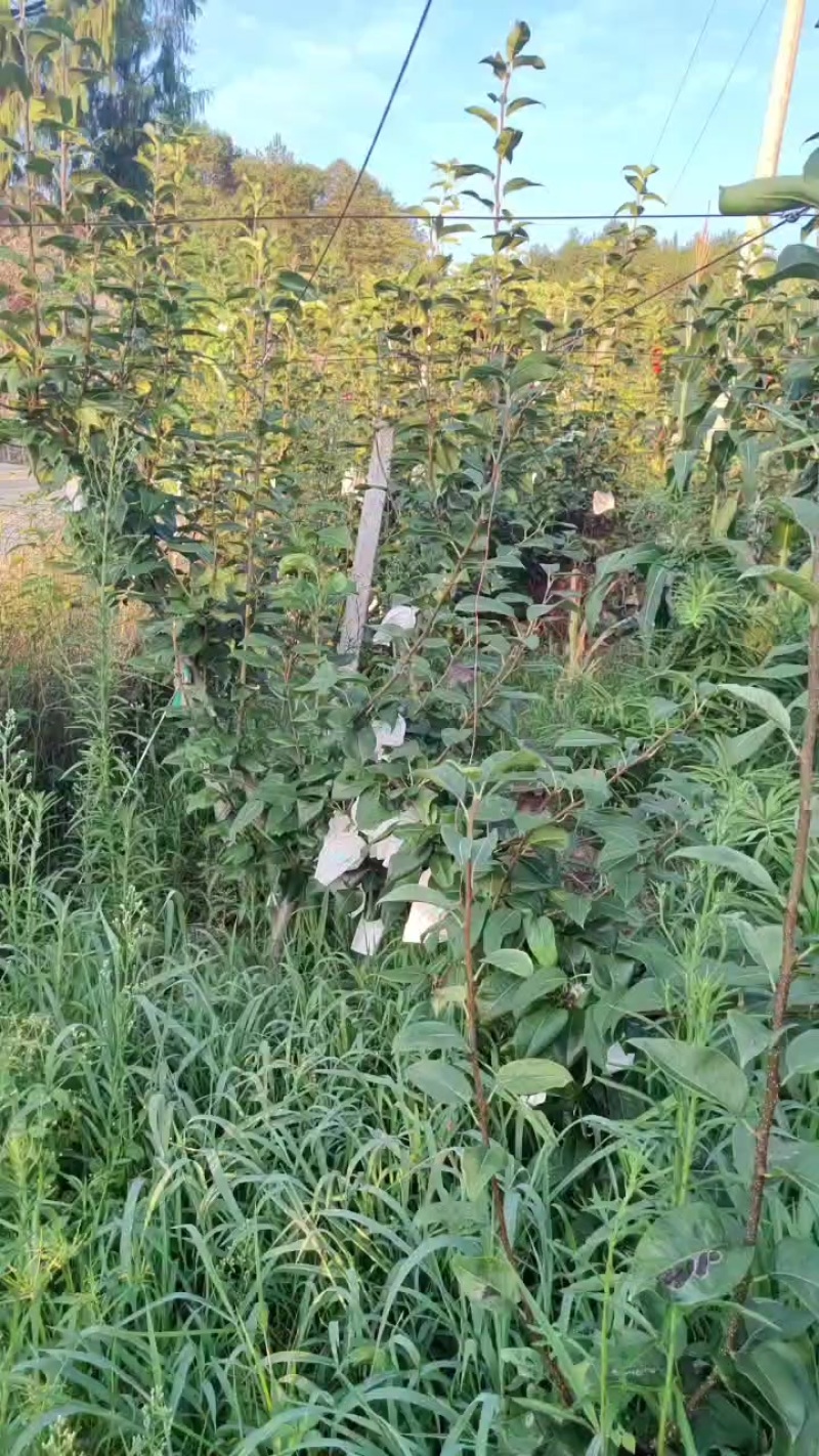 玉带黄精梨（注册商标翠玉云）