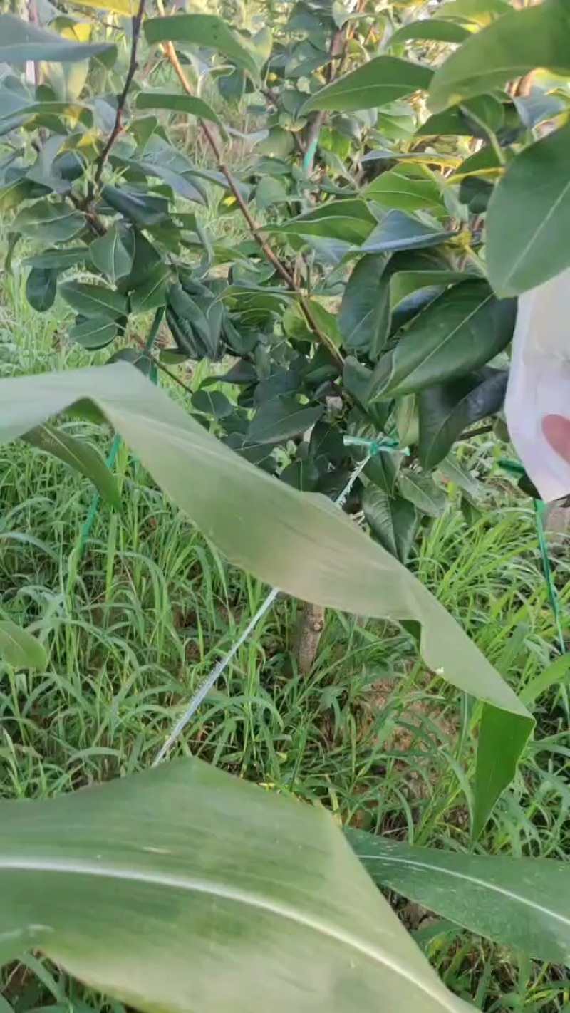 玉带黄精梨（注册商标翠玉云）