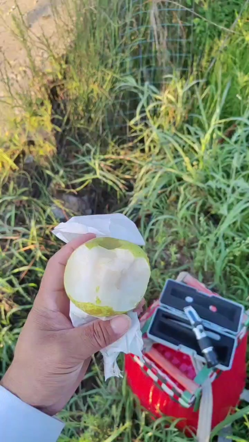 玉带黄精梨（注册商标翠玉云）