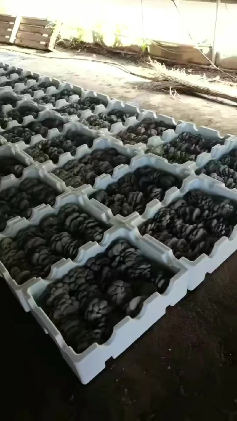 头茬二茬精品平菇产地直销