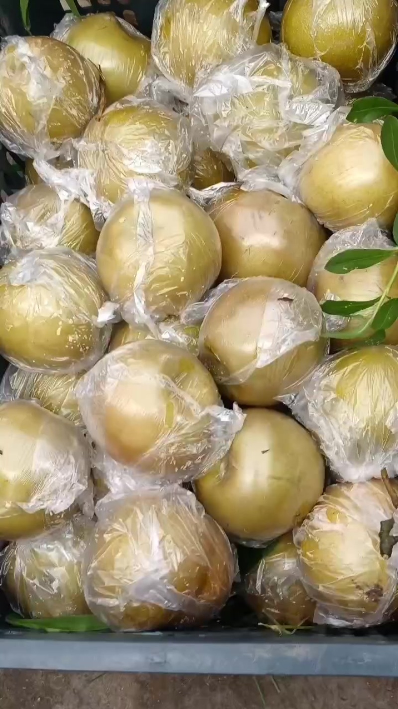 黄花梨