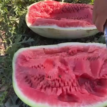 宁夏西瓜