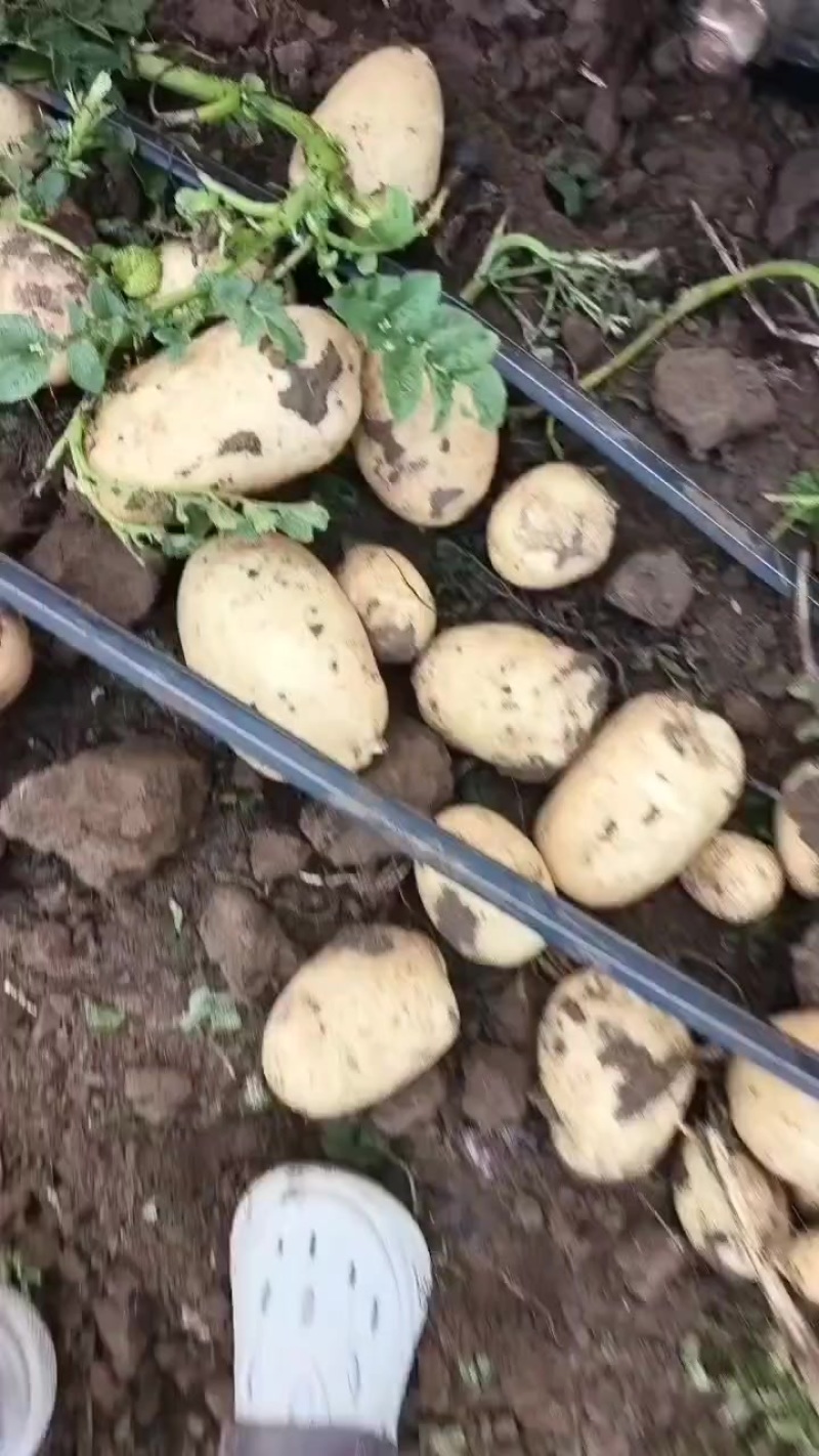沃土