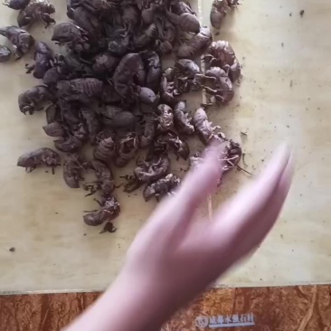 蝉蜕。