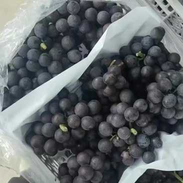 河北威县夏黑葡萄大量上市