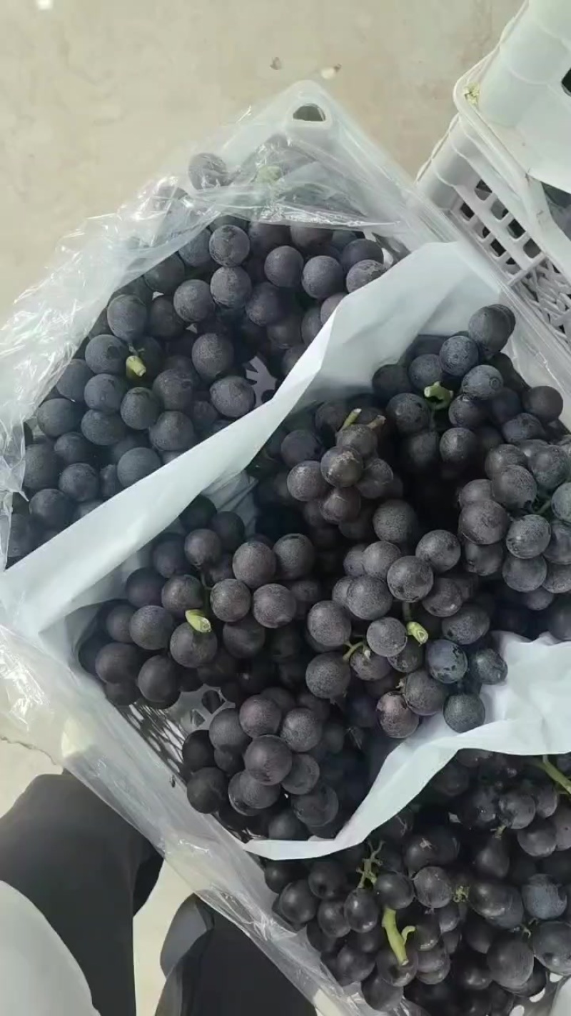 河北威县夏黑葡萄大量上市