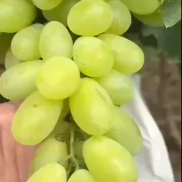 大量维多利亚上市