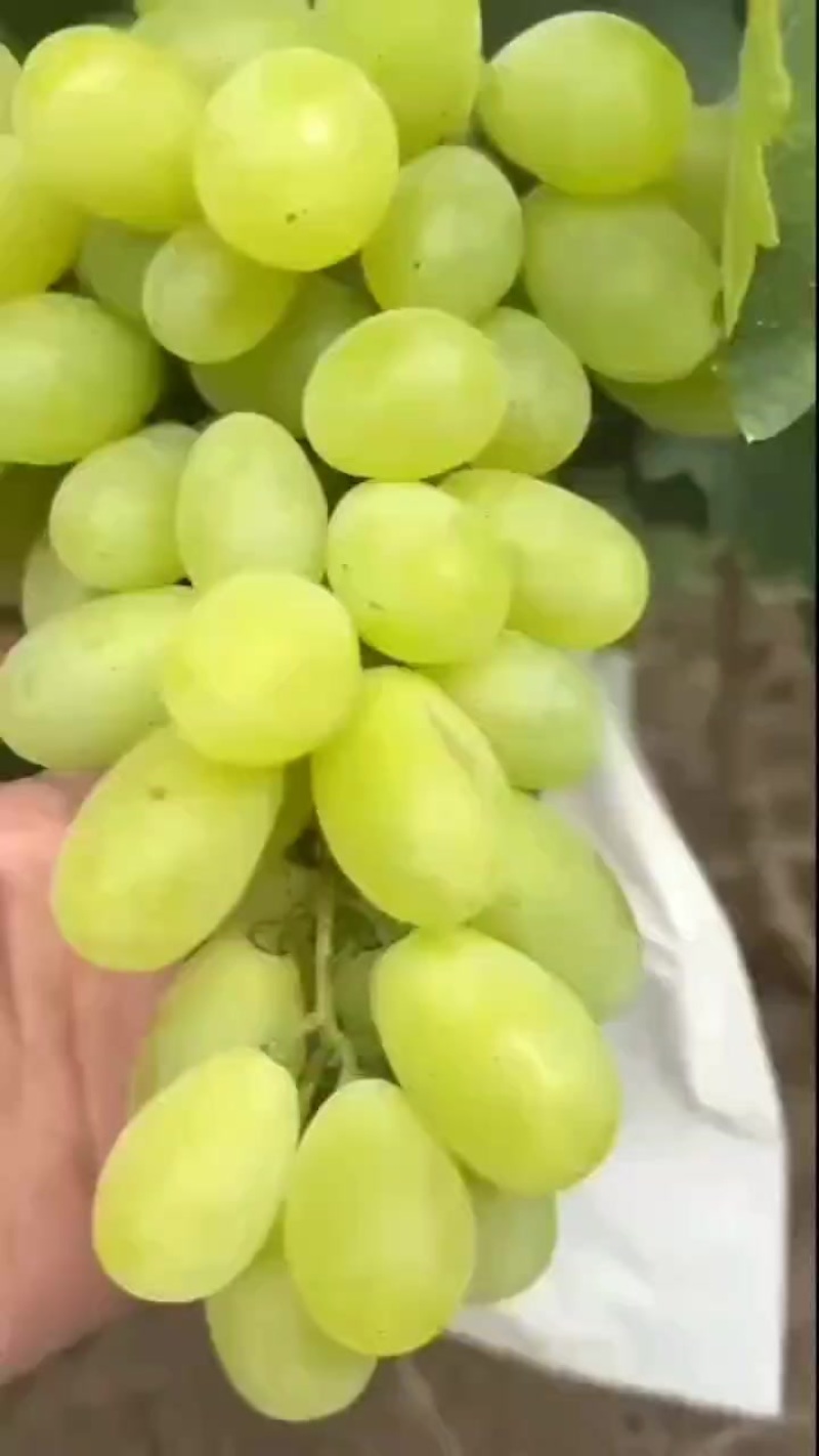 大量维多利亚上市