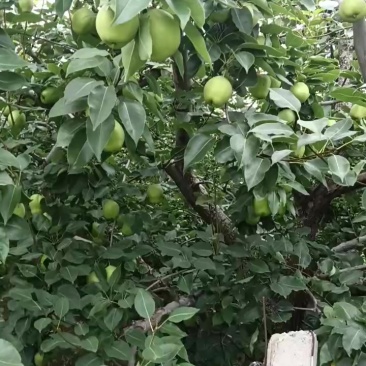 山东阳信早酥梨