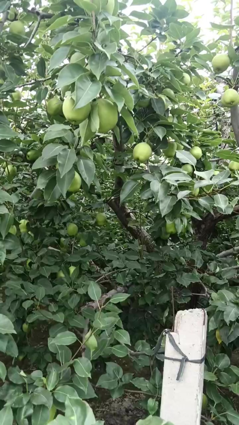 山东阳信早酥梨