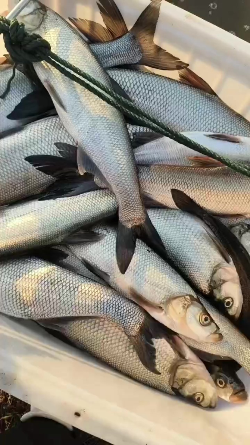 出售各种规格的翘嘴垂钓加工厂都可以