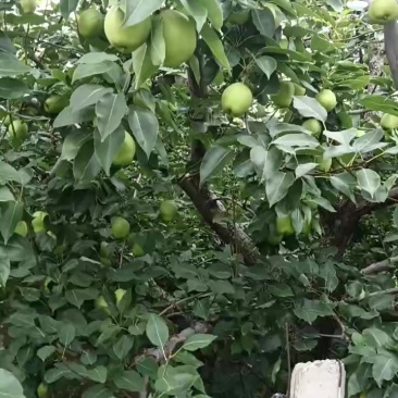 山东阳信，早酥梨
