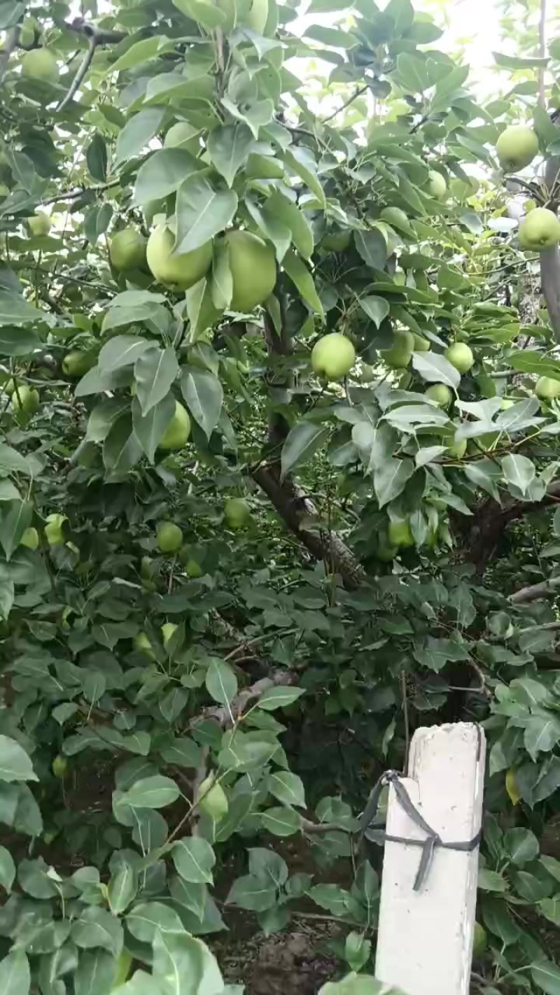 山东阳信，早酥梨
