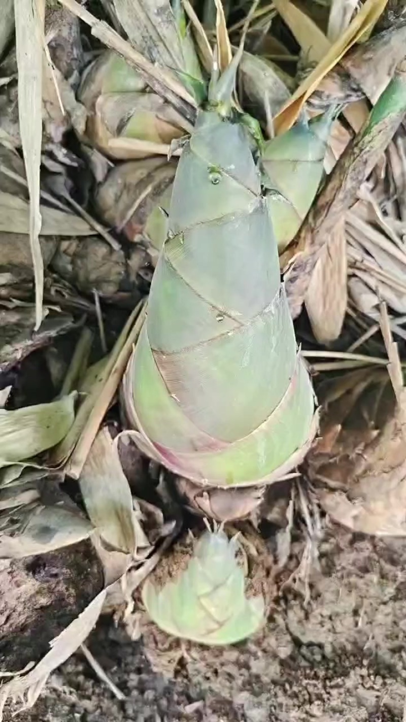 竹笋