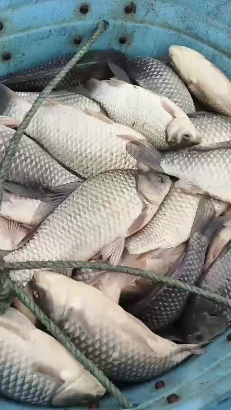 垂钓用精品鲫鱼