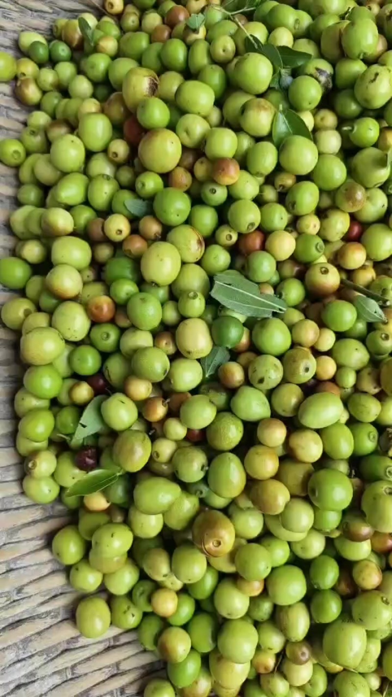 酸枣，小枣