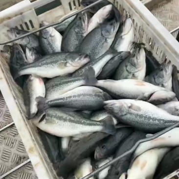 精品鲈鱼