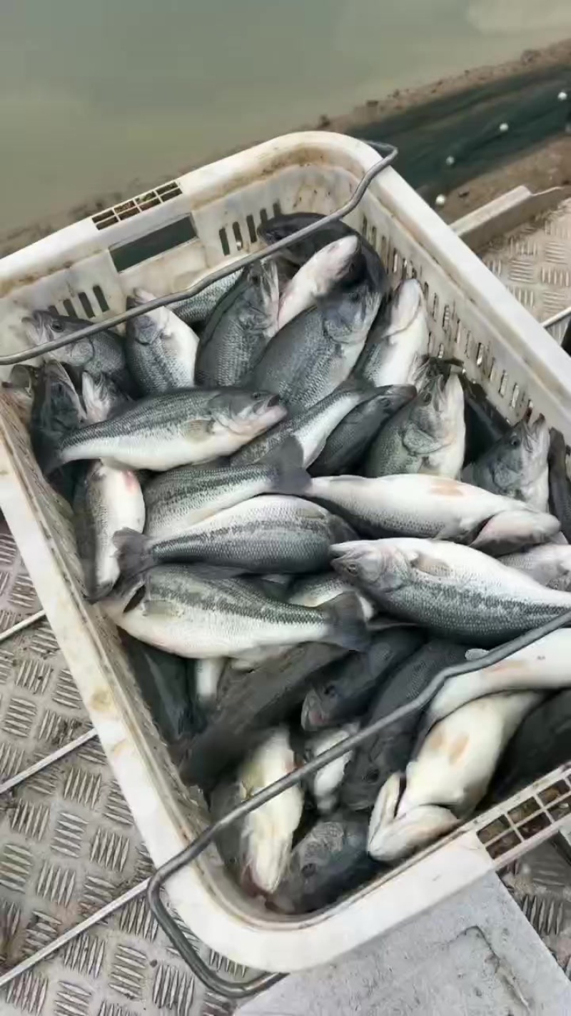 精品鲈鱼