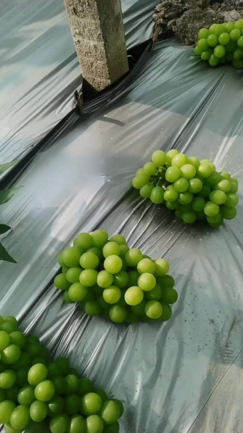 阳光玫瑰葡萄口感好干净漂亮，