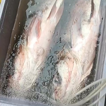 大头鱼