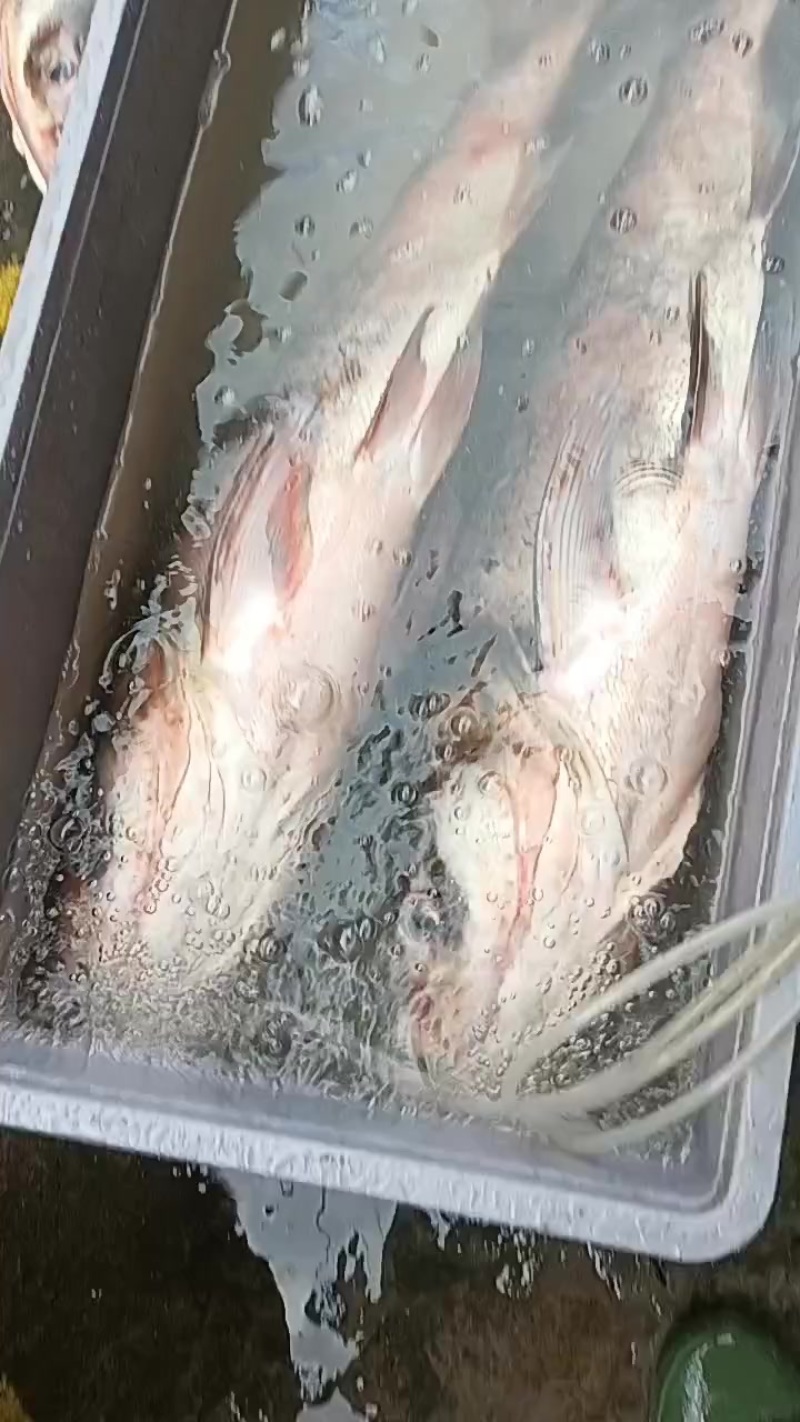 大头鱼