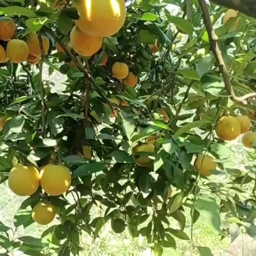 秭归泄滩夏橙