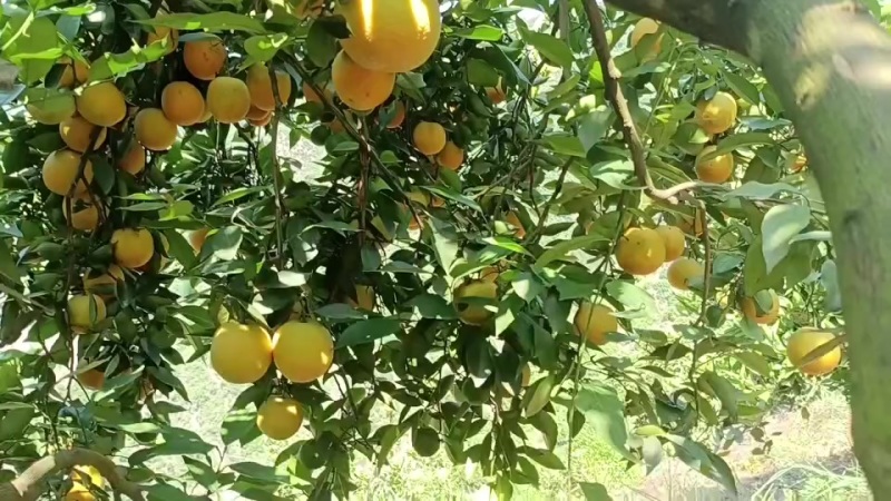 秭归泄滩夏橙