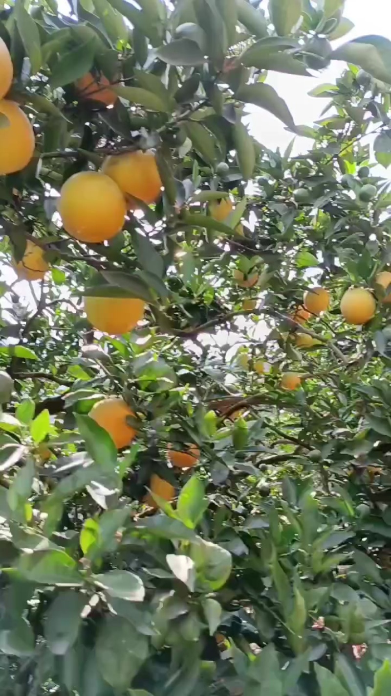 秭归泄滩夏橙