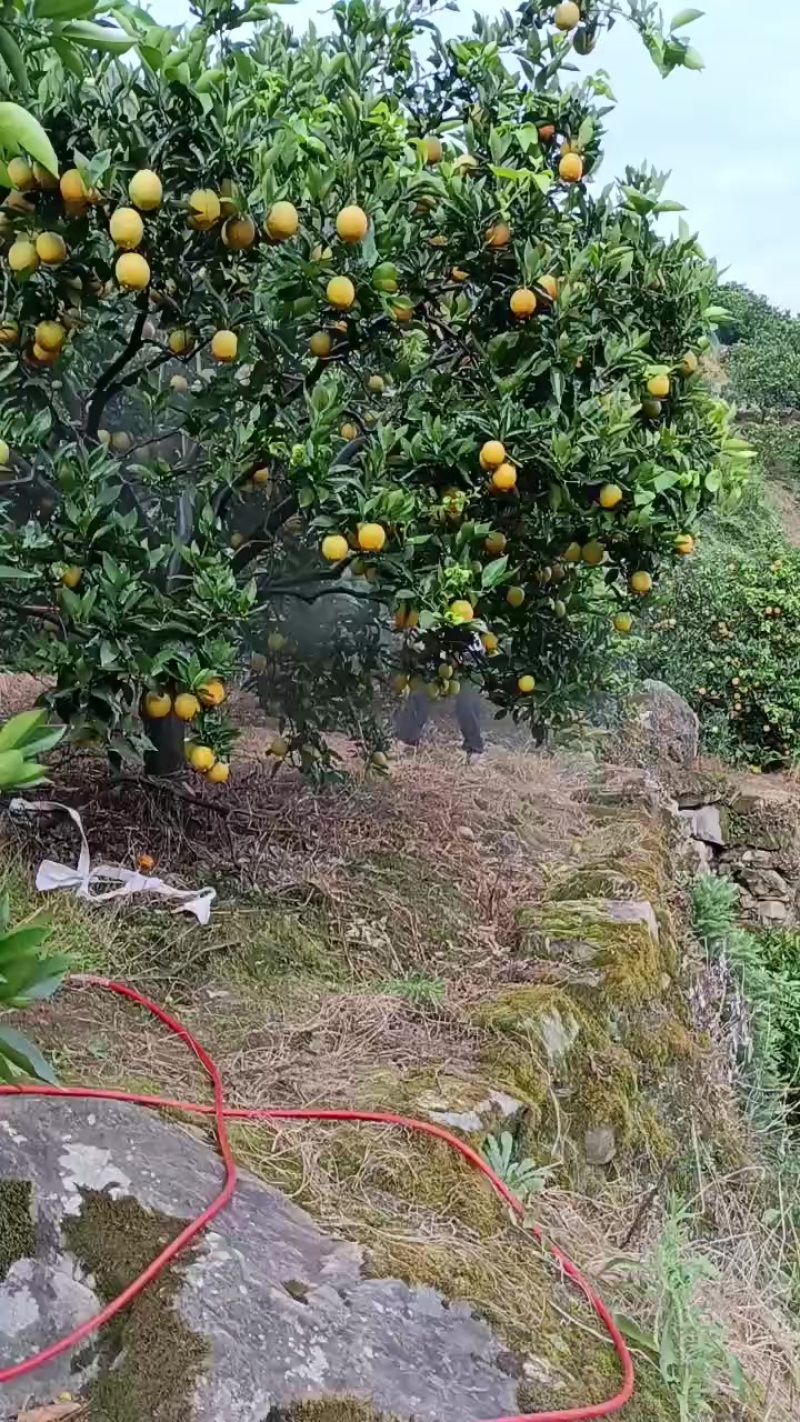 秭归泄滩夏橙