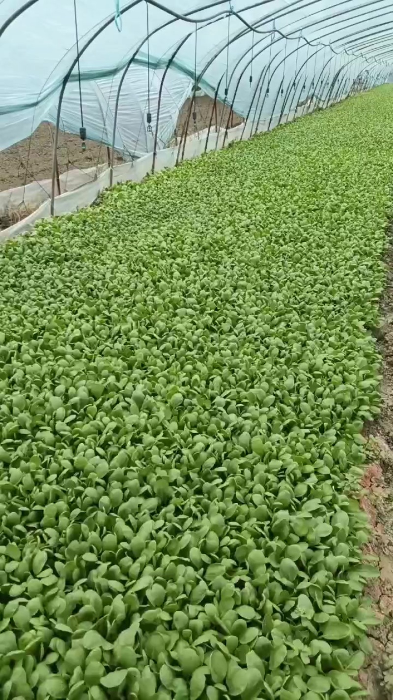 鸡毛菜