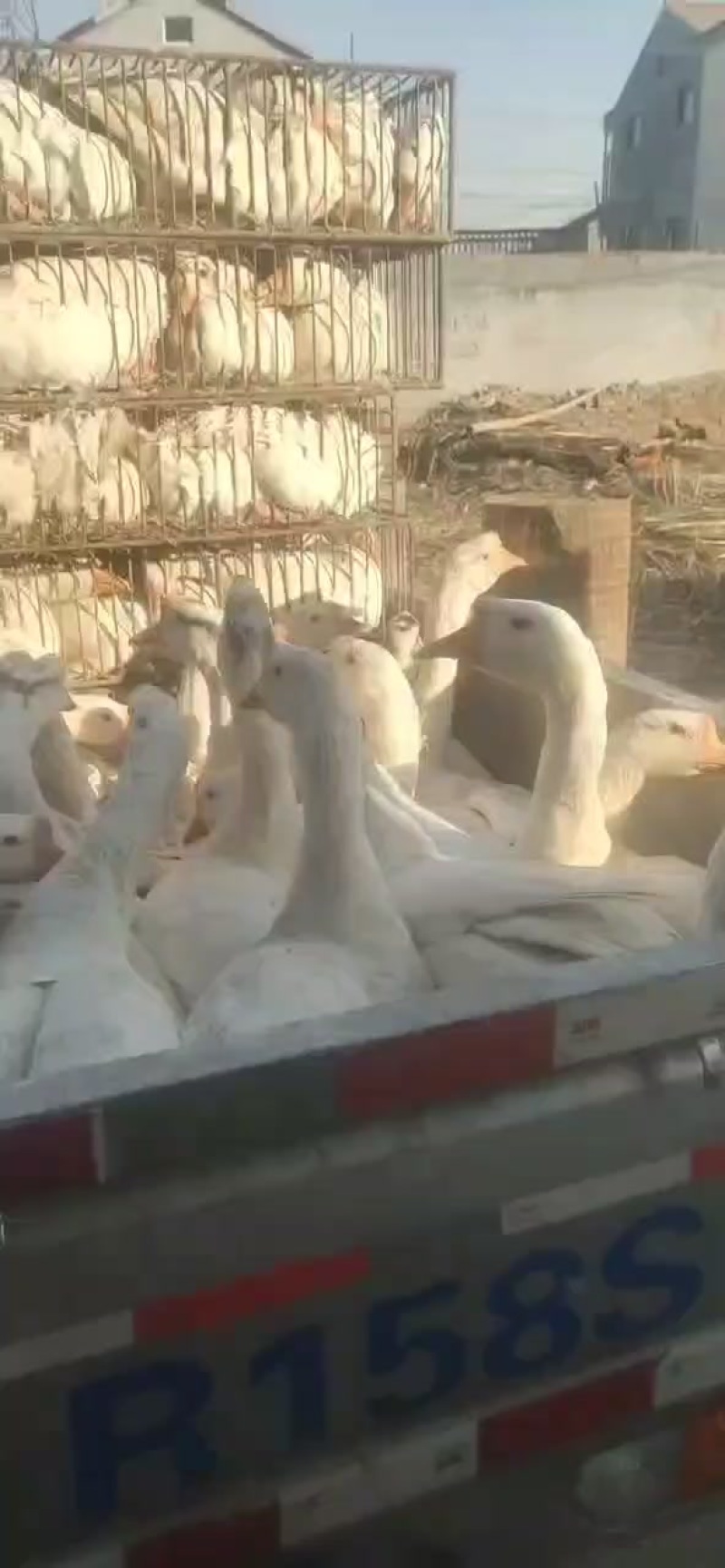 大鹅大鹅长期合作的联系***********v
