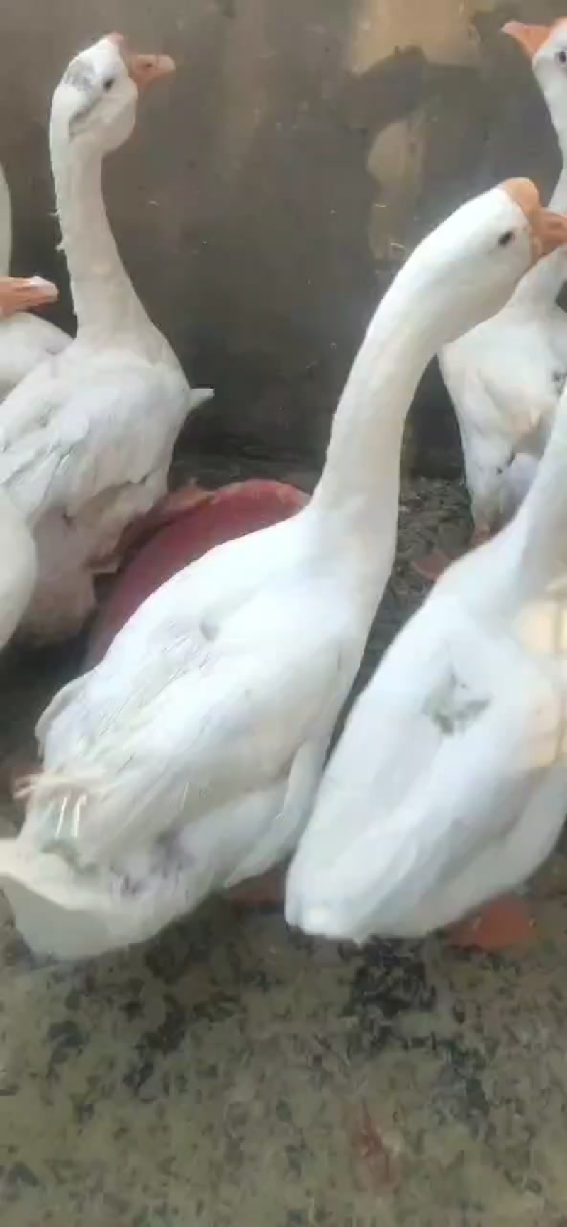 大鹅大鹅长期合作的联系***********v