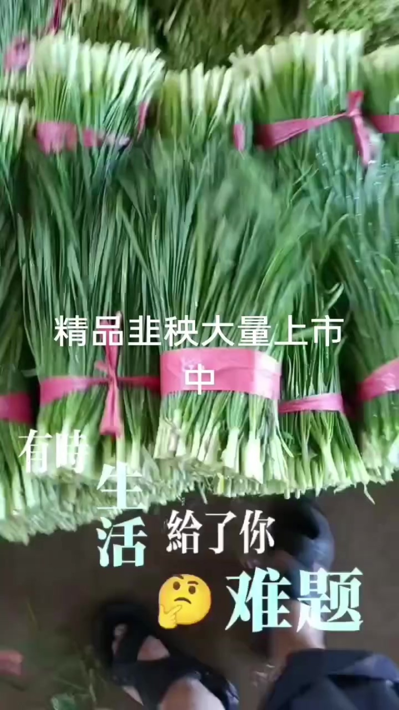 精品韭秧大量上市中