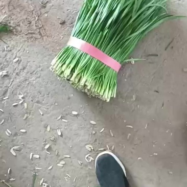 精品韭秧大量上市中