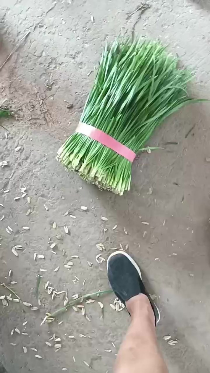 精品韭秧大量上市中