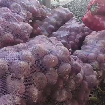 红皮洋葱