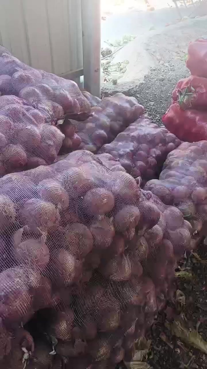 红皮洋葱