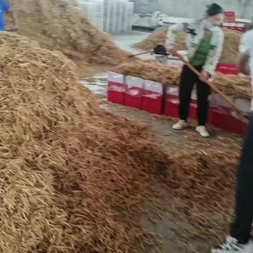 山西省大同市大同县黄花菜