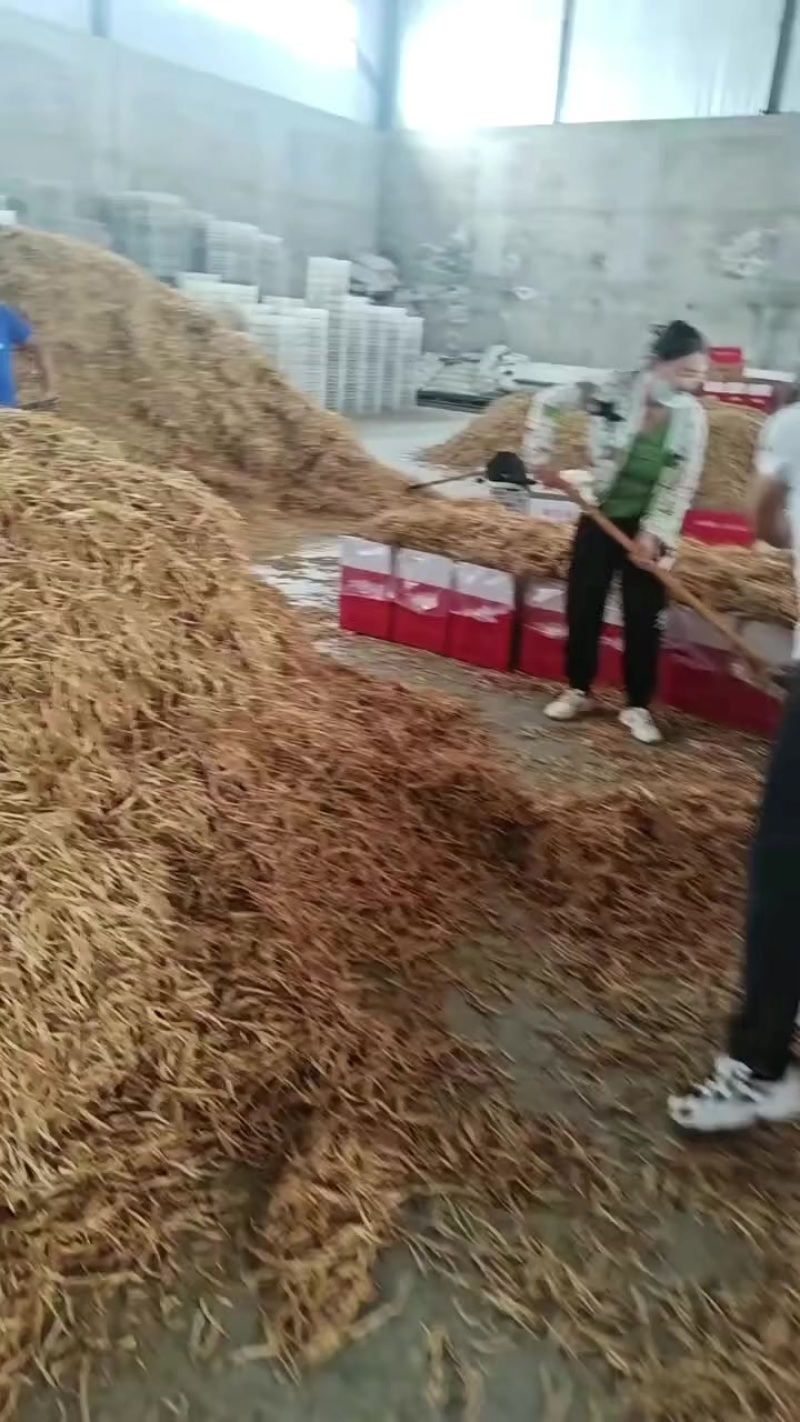 山西省大同市大同县黄花菜