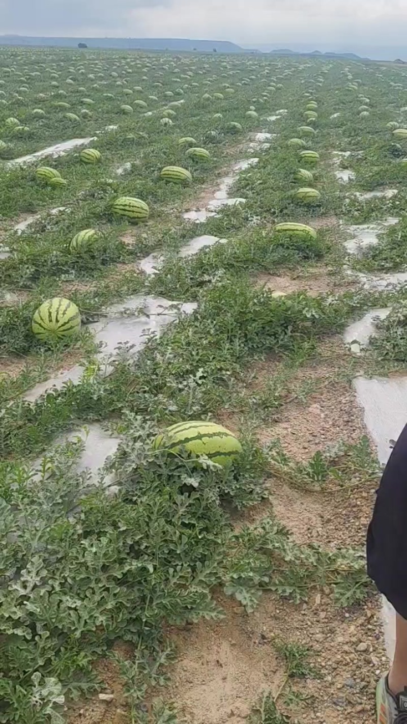 宁夏甘肃石头瓜产地直发。