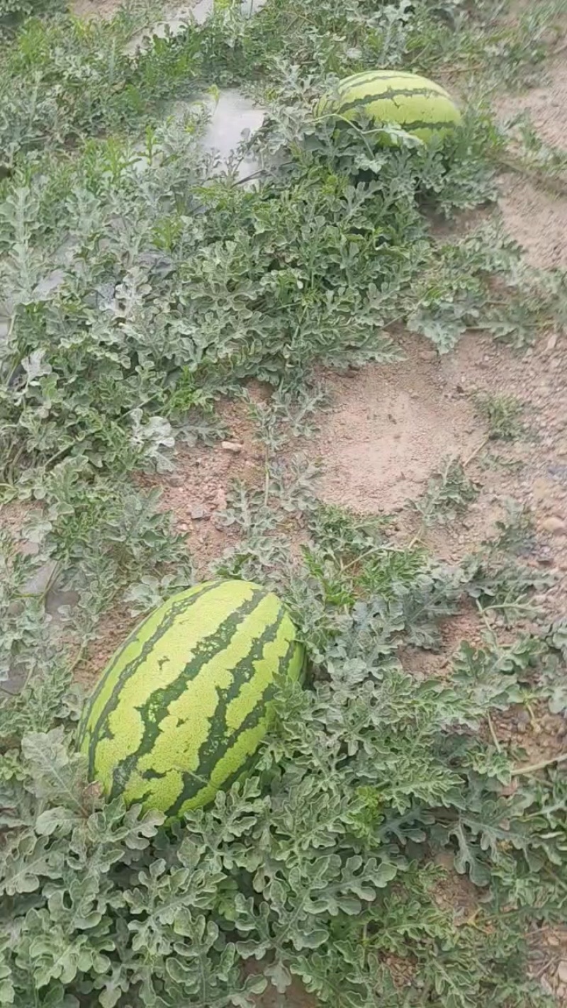 宁夏甘肃石头瓜产地直发。